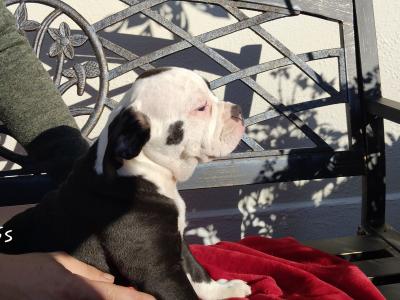 Old English Bulldog puppies in Carlow