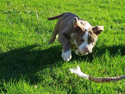 Old English Bulldog puppies in Carlow