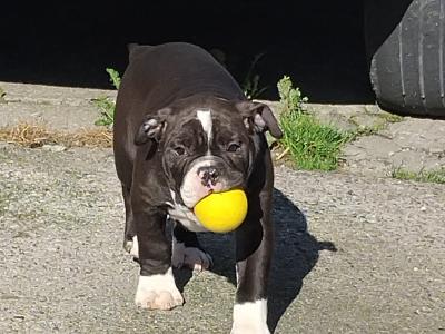 Old English Bulldog puppies in Carlow