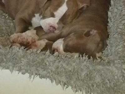 Old English Bulldog puppies in Carlow