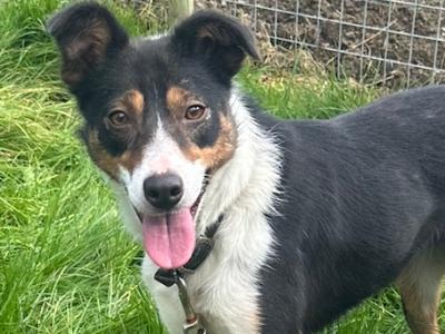 Female Sheepdog for sale in Sligo