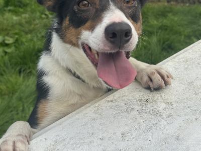 Female Sheepdog for sale in Sligo