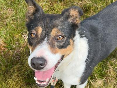 Female Sheepdog for sale in Sligo
