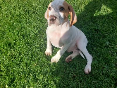 English Pointer puppies in Laois