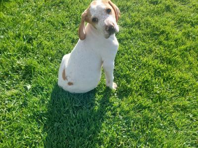 English Pointer puppies in Laois