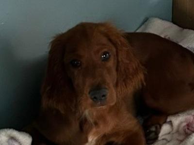 IKC Registered male Irish Red Setter puppy in Tipperary