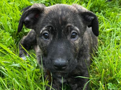 Irish Wolfhound/Labrador x Belgian Shepherd puppies in Meath (Only 2 left)