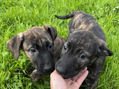 Irish Wolfhound/Labrador x Belgian Shepherd puppies in Meath (Only 2 left)