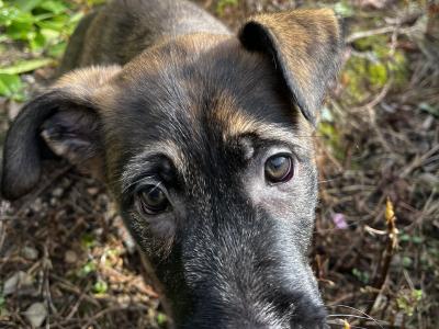 Irish Wolfhound/Labrador x Belgian Shepherd puppies in Meath (Only 2 left)