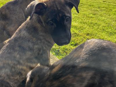 Irish Wolfhound/Labrador x Belgian Shepherd puppies in Meath (Only 2 left)