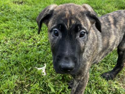 Irish Wolfhound/Labrador x Belgian Shepherd puppies in Meath (Only 2 left)