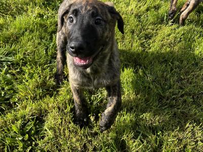 Irish Wolfhound/Labrador x Belgian Shepherd puppies in Meath (Only 2 left)