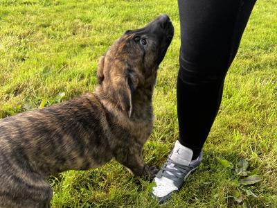 Irish Wolfhound/Labrador x Belgian Shepherd puppies in Meath (Only 2 left)
