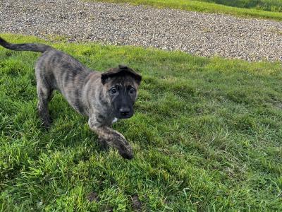 Irish Wolfhound/Labrador x Belgian Shepherd puppies in Meath (Only 2 left)
