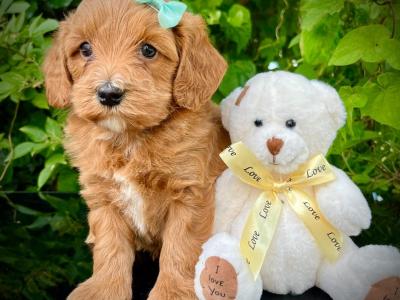 Stunning Vet checked miniature Doodle puppies ready Now in Cavan 💞