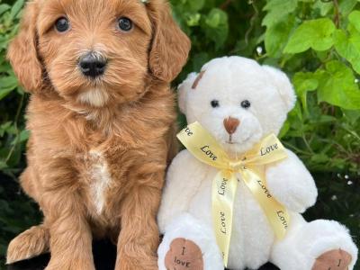 Stunning Vet checked miniature Doodle puppies ready Now in Cavan 💞