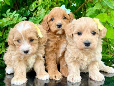 Stunning Vet checked miniature Doodle puppies ready Now in Cavan 💞