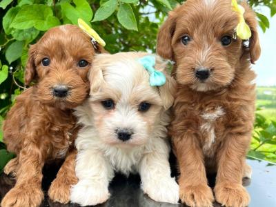 Stunning Vet checked miniature Doodle puppies ready Now in Cavan 💞