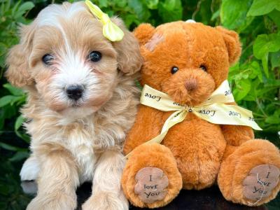 Stunning Vet checked miniature Doodle puppies ready Now in Cavan 💞