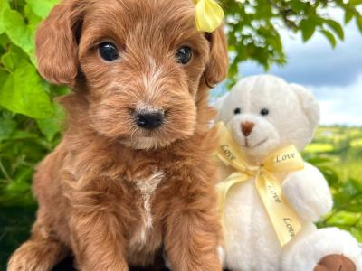 Stunning Vet checked miniature Doodle puppies ready Now in Cavan 💞