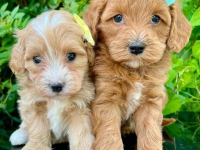 Stunning Vet checked miniature Doodle puppies ready Now in Cavan 💞