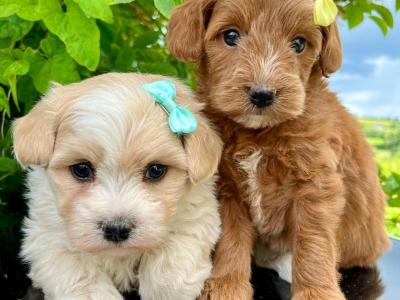 Stunning Vet checked miniature Doodle puppies ready Now in Cavan 💞