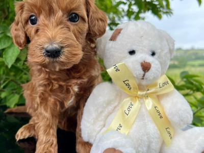 Stunning Vet checked miniature Doodle puppies ready Now in Cavan 💞