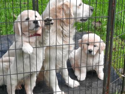 Female Golden Retriever 10 Weeks old puppy in Sligo
