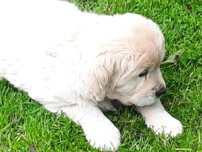 Female Golden Retriever 10 Weeks old puppy in Sligo