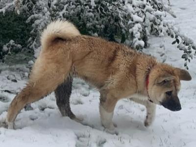 Female American Akita in Wicklow