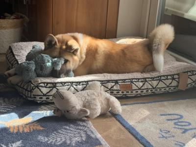 Female American Akita in Wicklow