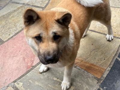 Female American Akita in Wicklow