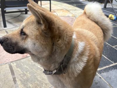 Female American Akita in Wicklow