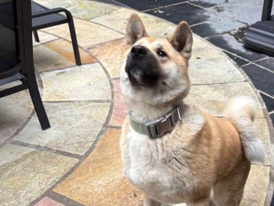 Female American Akita in Wicklow