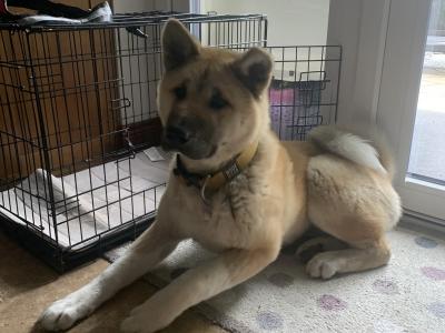Female American Akita in Wicklow