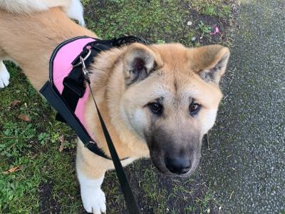 Female American Akita in Wicklow