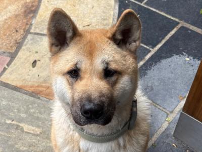 Female American Akita in Wicklow