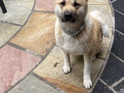 Female American Akita in Wicklow
