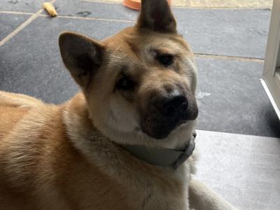 Female American Akita in Wicklow