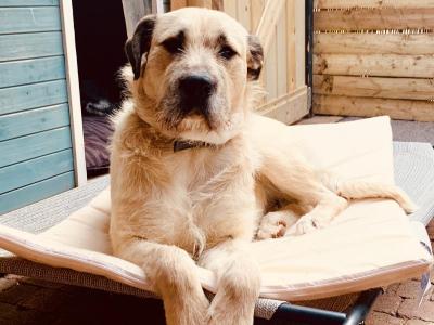 Irish Wolfhound/Labrador x Belgian Shepherd puppies in Meath (Only 2 left)