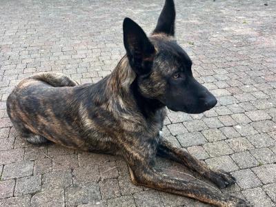 Irish Wolfhound/Labrador x Belgian Shepherd puppies in Meath (Only 2 left)