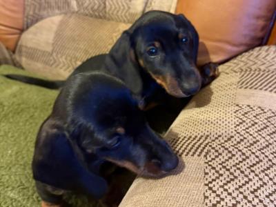 Miniature Dachshund puppies in Galway - Calls only please