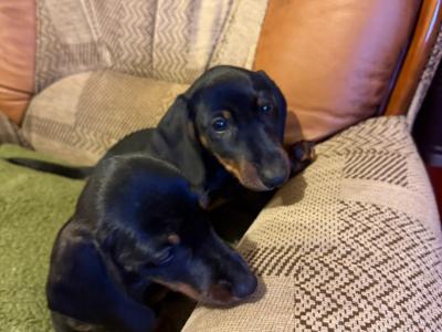 Miniature Dachshund puppies - Calls only please