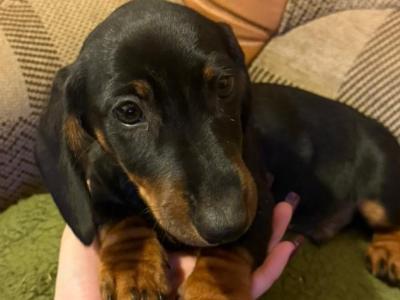 Miniature Dachshund puppies - Calls only please