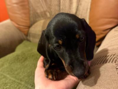 Miniature Dachshund puppies - Calls only please
