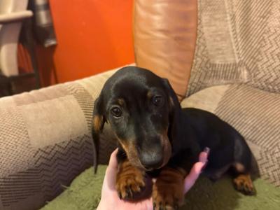 Miniature Dachshund puppies - Calls only please