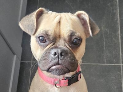 Coco is a female Frug puppy 12 months old (French Bulldog x Pug) in Dublin