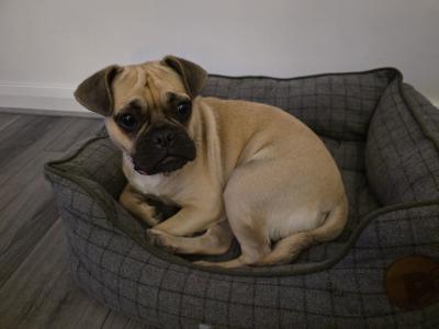 Coco is a female Frug puppy 12 months old (French Bulldog x Pug) in Dublin