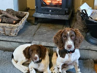 Stud Springer Spaniel