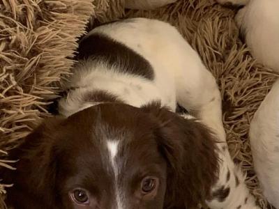 Stud Springer Spaniel